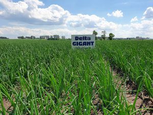 Nasiona cebuli Delta Gigant